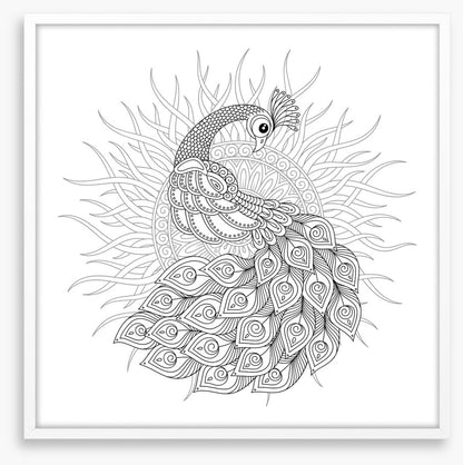 Colour me peacock sun