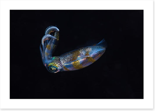 Fish / Aquatic