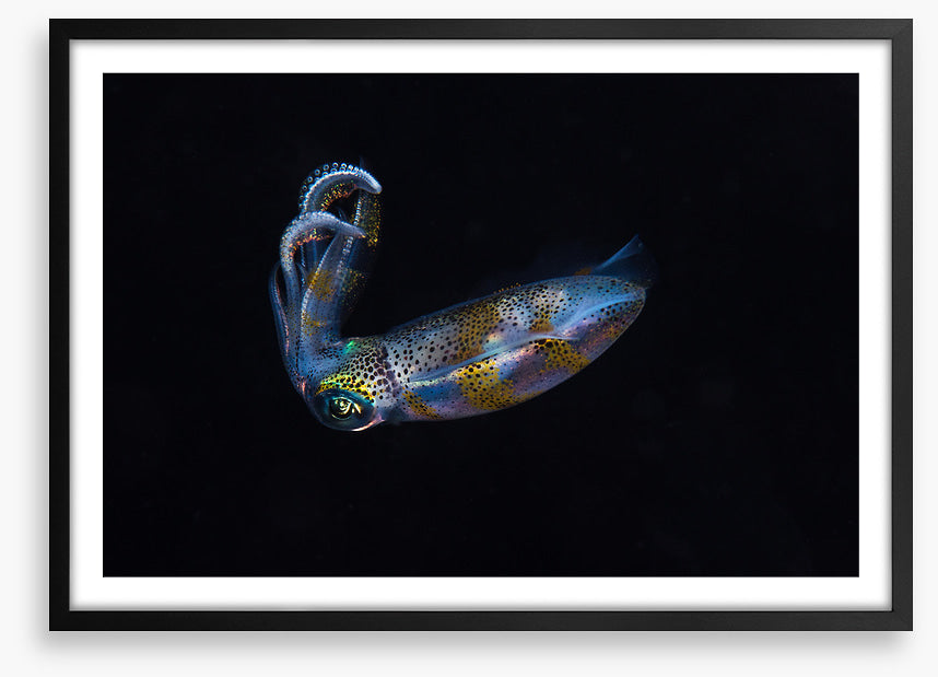 Fish / Aquatic