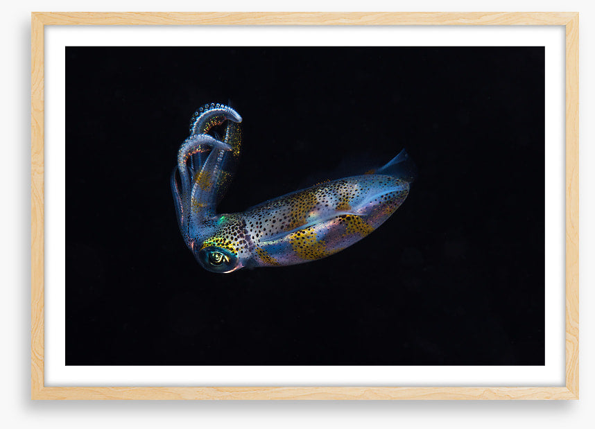 Fish / Aquatic