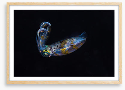 Fish / Aquatic