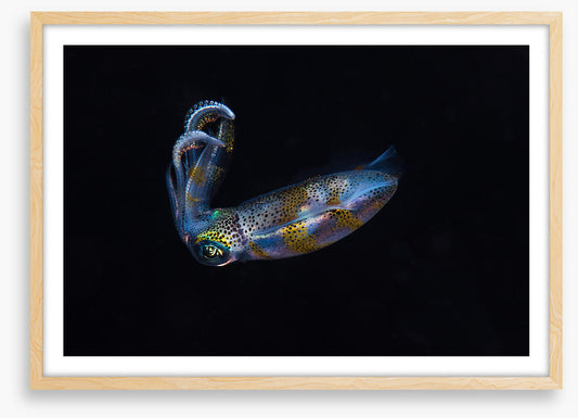 Fish / Aquatic