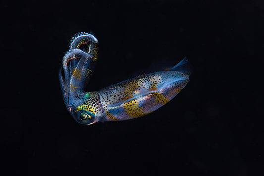 Fish / Aquatic