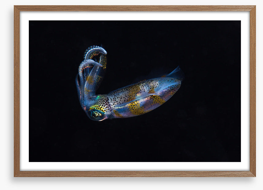 Fish / Aquatic