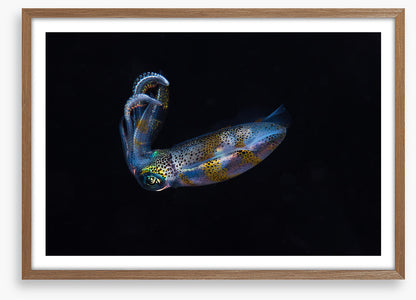 Fish / Aquatic