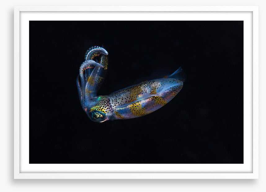 Fish / Aquatic