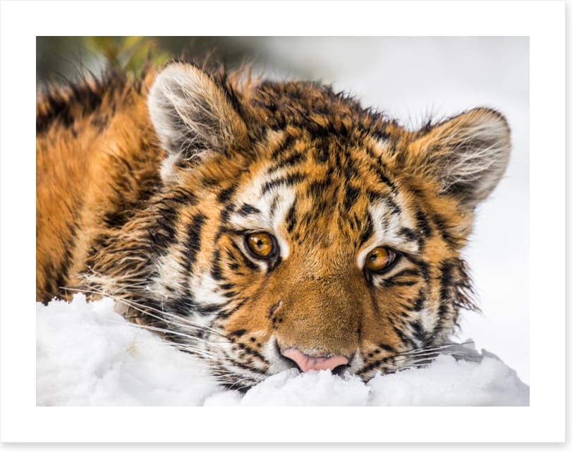 A snowy stare