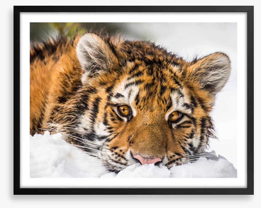A snowy stare