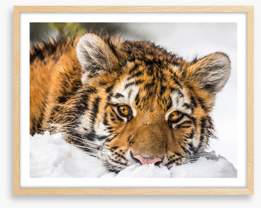 A snowy stare