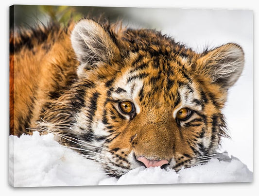 A snowy stare