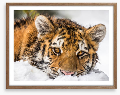 A snowy stare