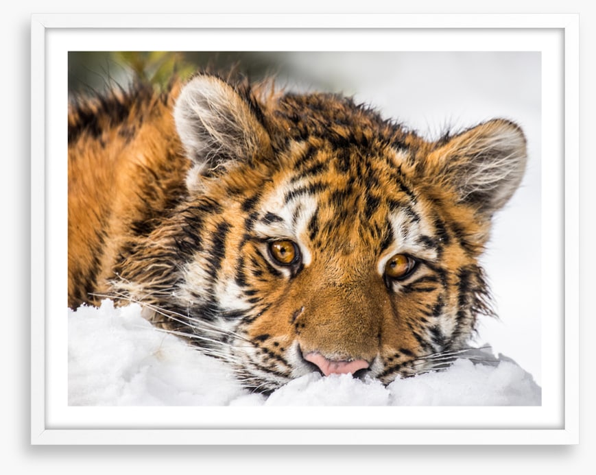A snowy stare