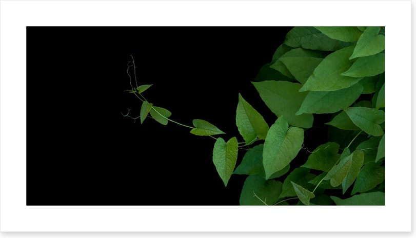 Coral vine climb