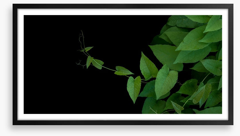 Coral vine climb