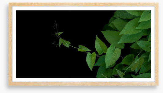 Coral vine climb