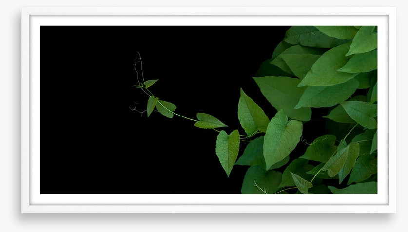Coral vine climb