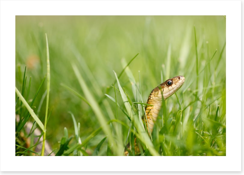 Snake in the grass