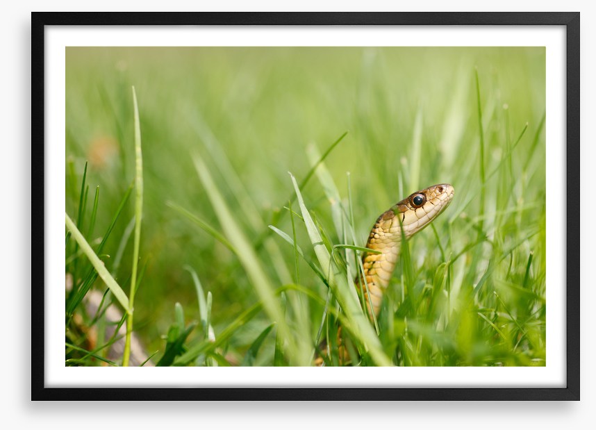 Snake in the grass