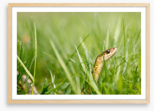Snake in the grass
