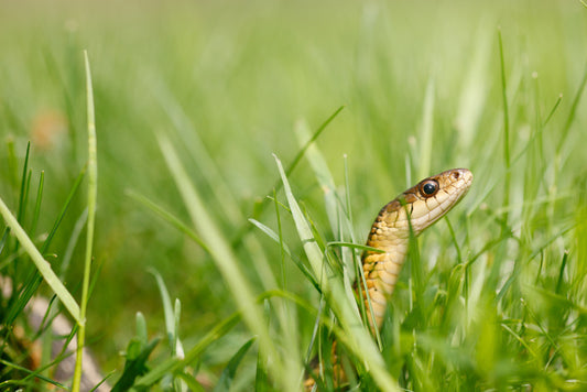 Snake in the grass
