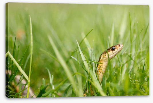Snake in the grass