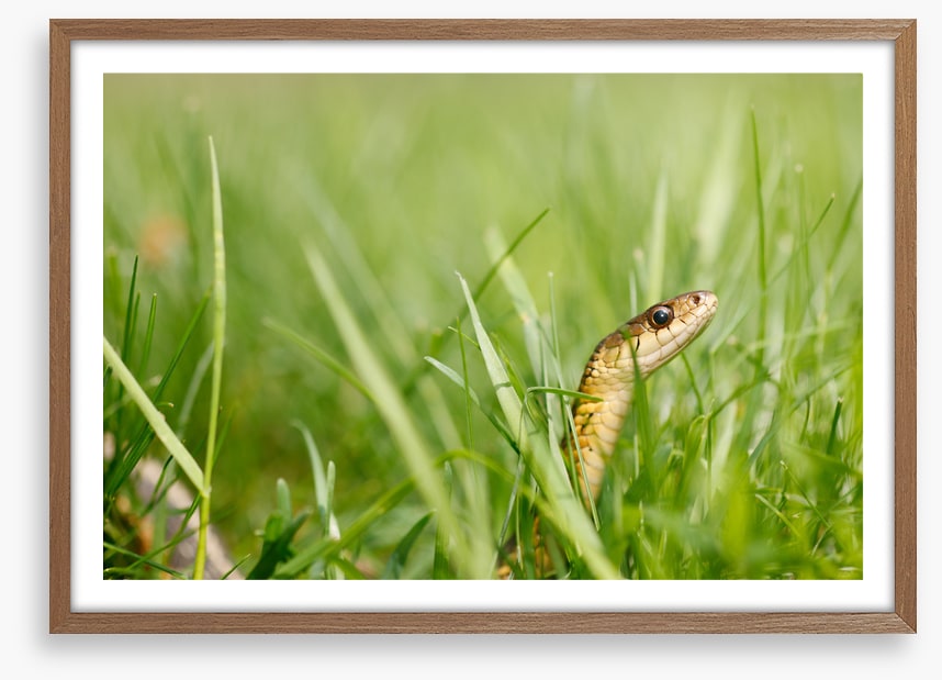 Snake in the grass