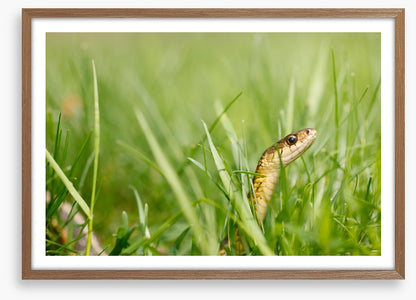 Snake in the grass