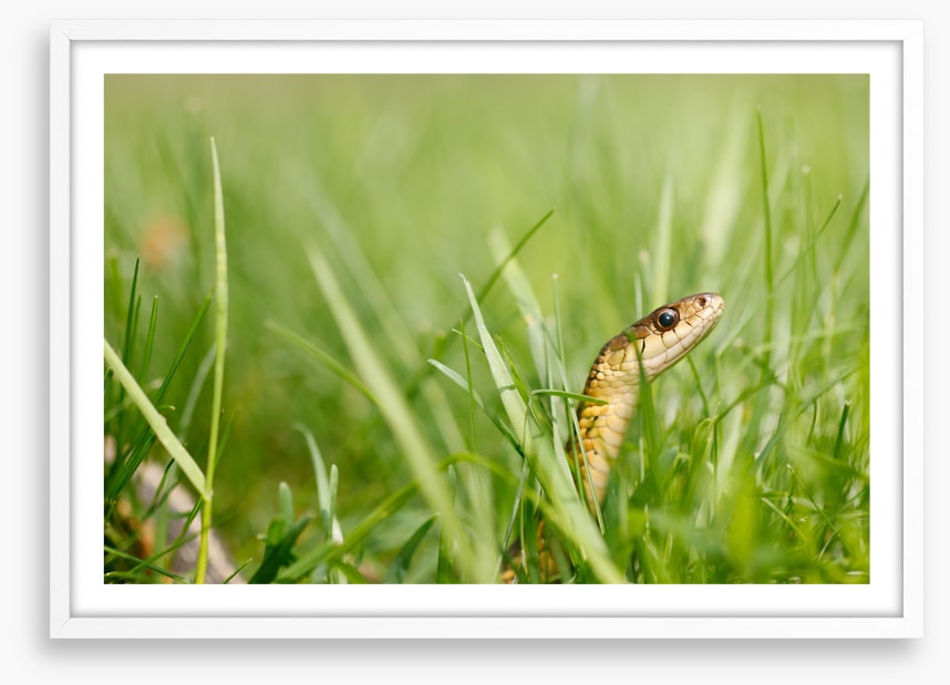 Snake in the grass
