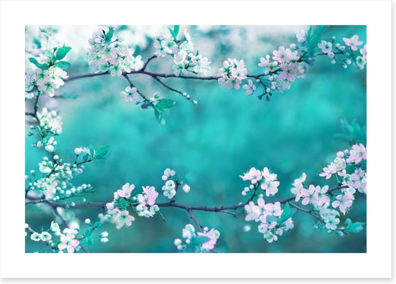 Sakura season
