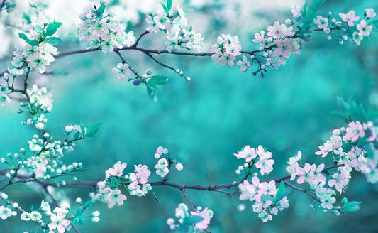 Sakura season