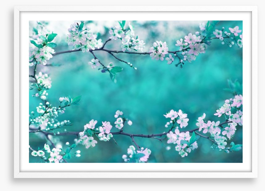 Sakura season