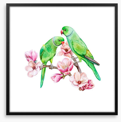 Parakeets in the magnolia