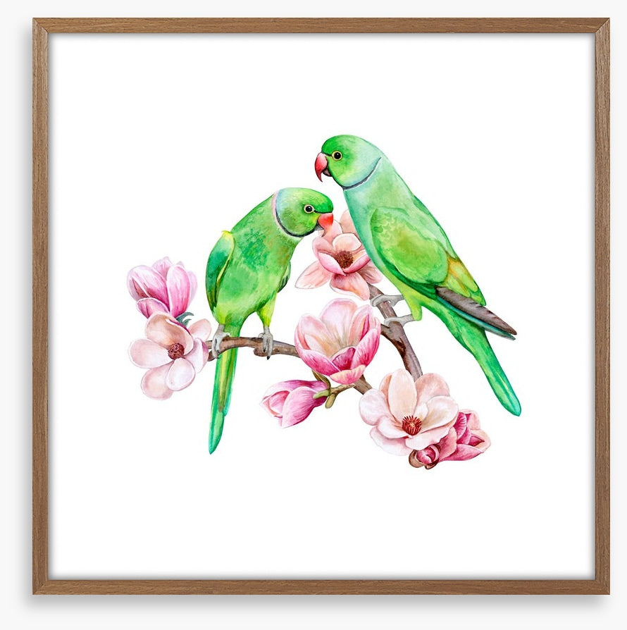 Parakeets in the magnolia