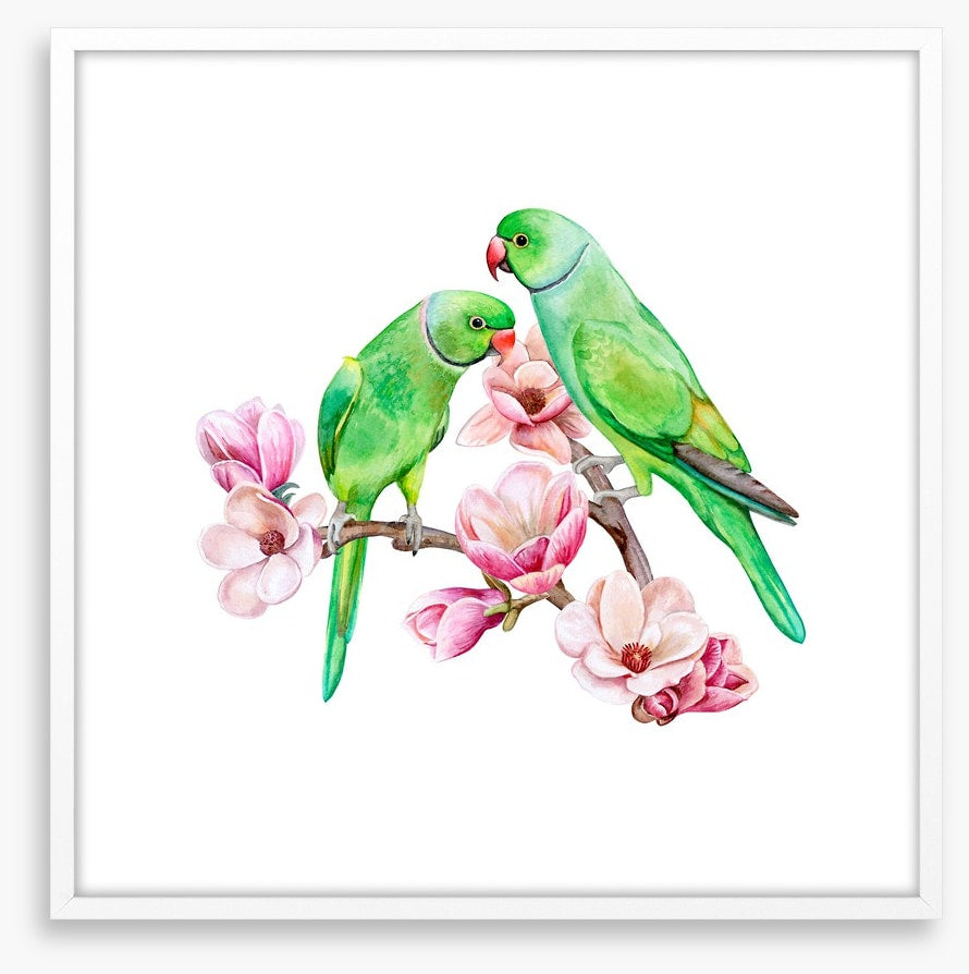 Parakeets in the magnolia