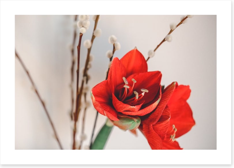 Red amaryllis