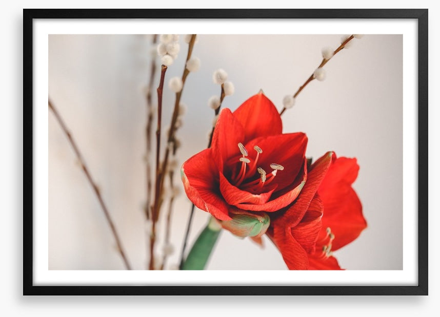 Red amaryllis