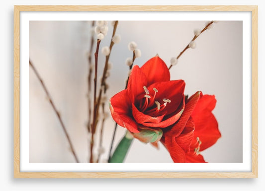 Red amaryllis