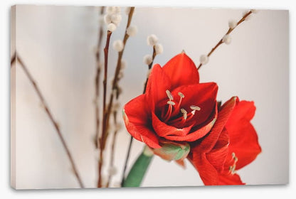 Red amaryllis