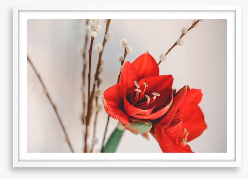 Red amaryllis