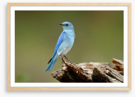 Birds