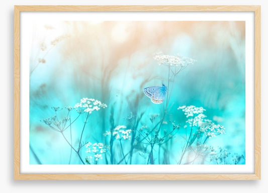 Butterfly blues