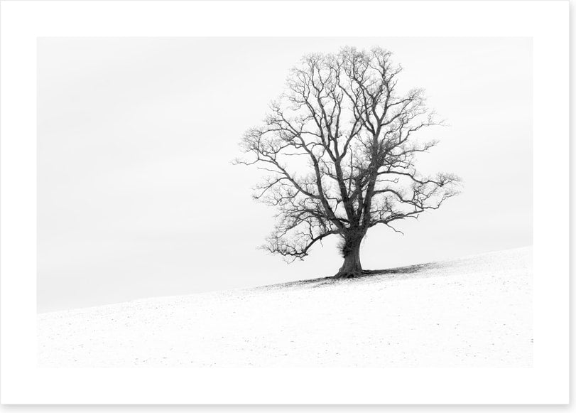 One tree hill