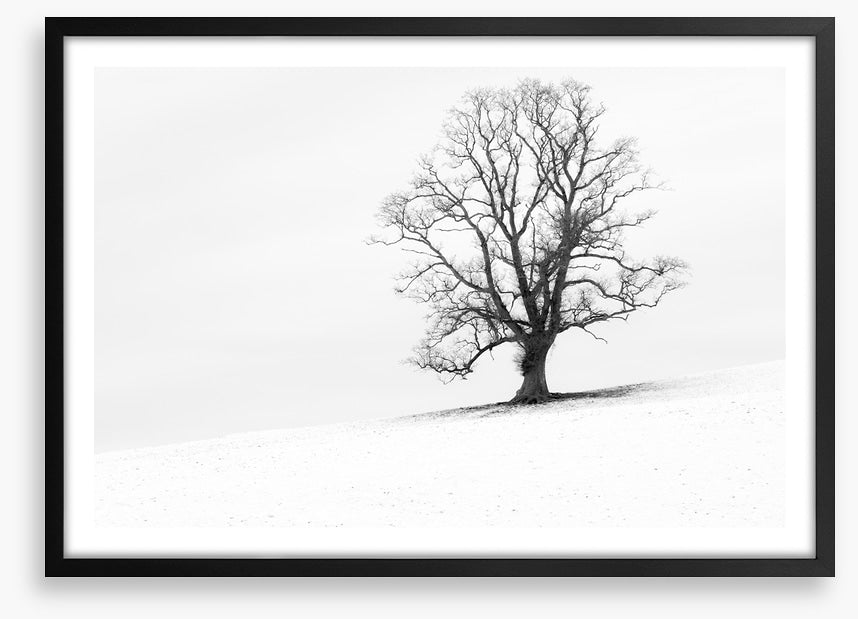 One tree hill