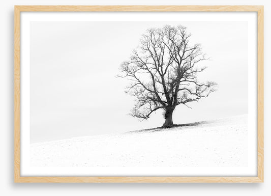 One tree hill