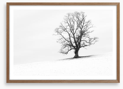 One tree hill