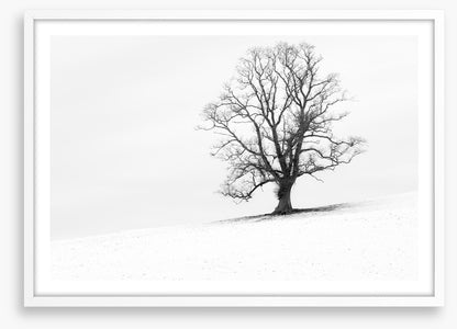 One tree hill