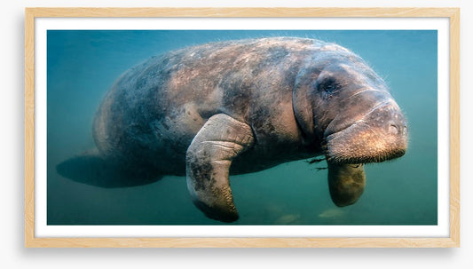 A manatee moment