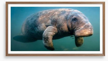 A manatee moment