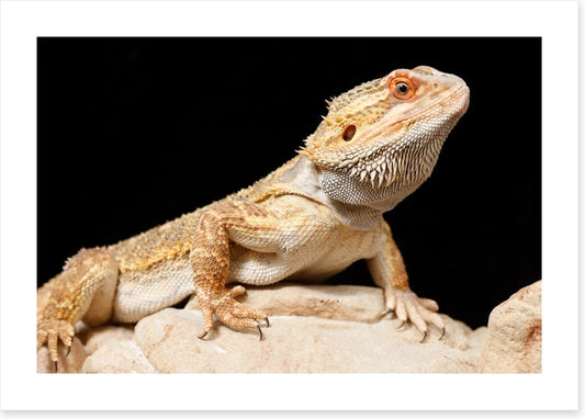 Bearded dragon