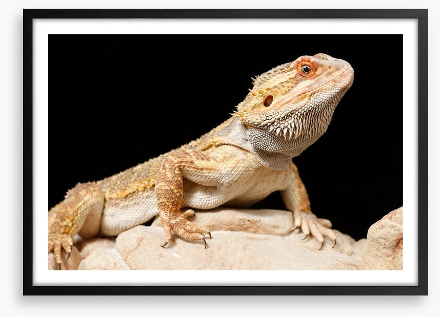 Bearded dragon